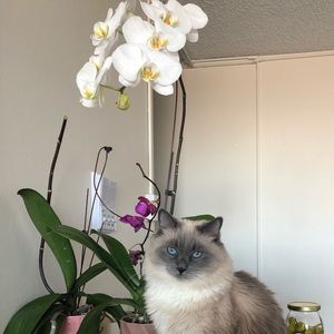 Meet your Posher, Rose